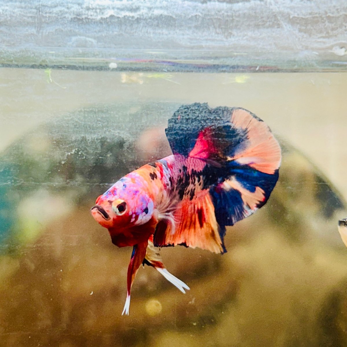 Plakat Nemo Multicolor Male Betta 088