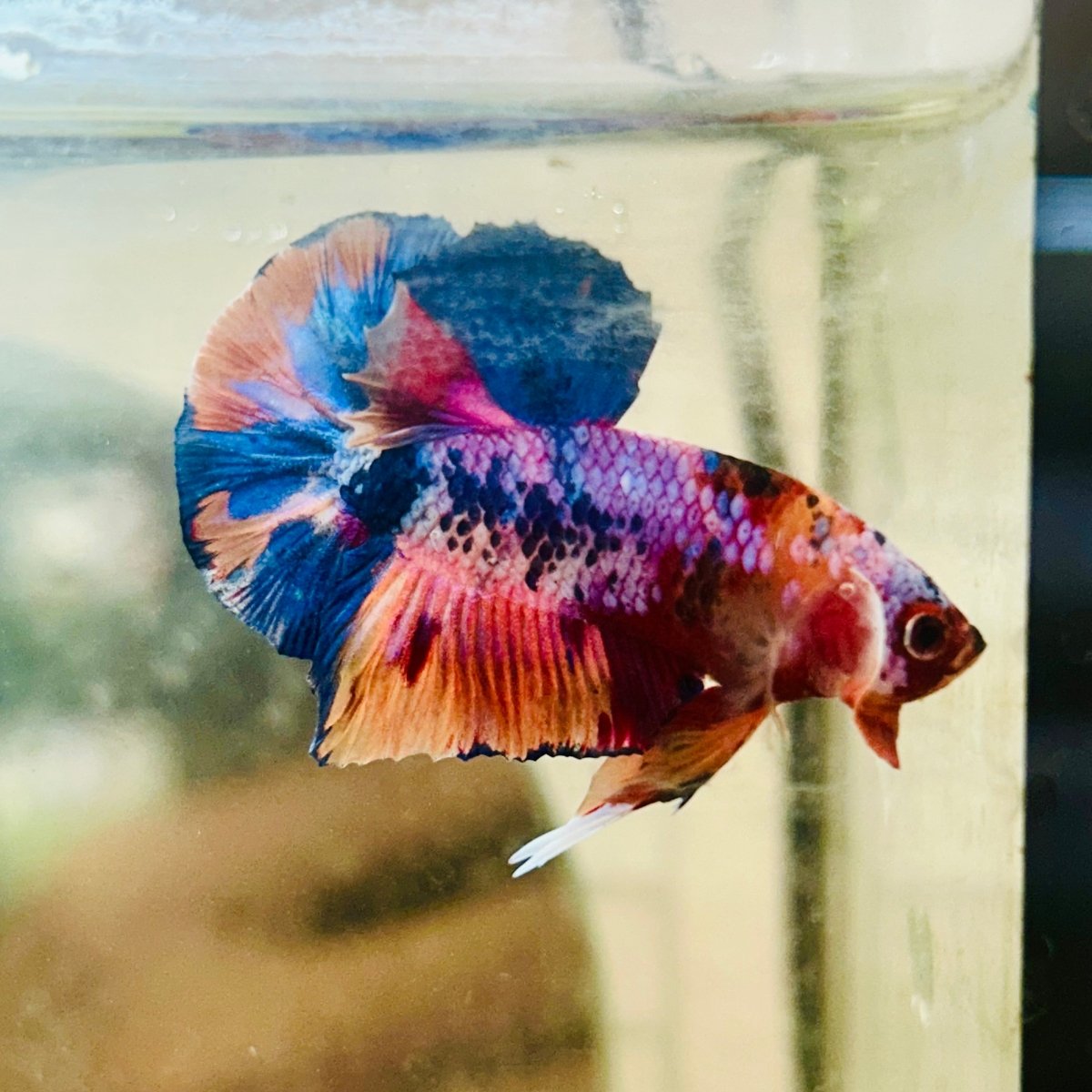 Plakat Nemo Multicolor Male Betta 088