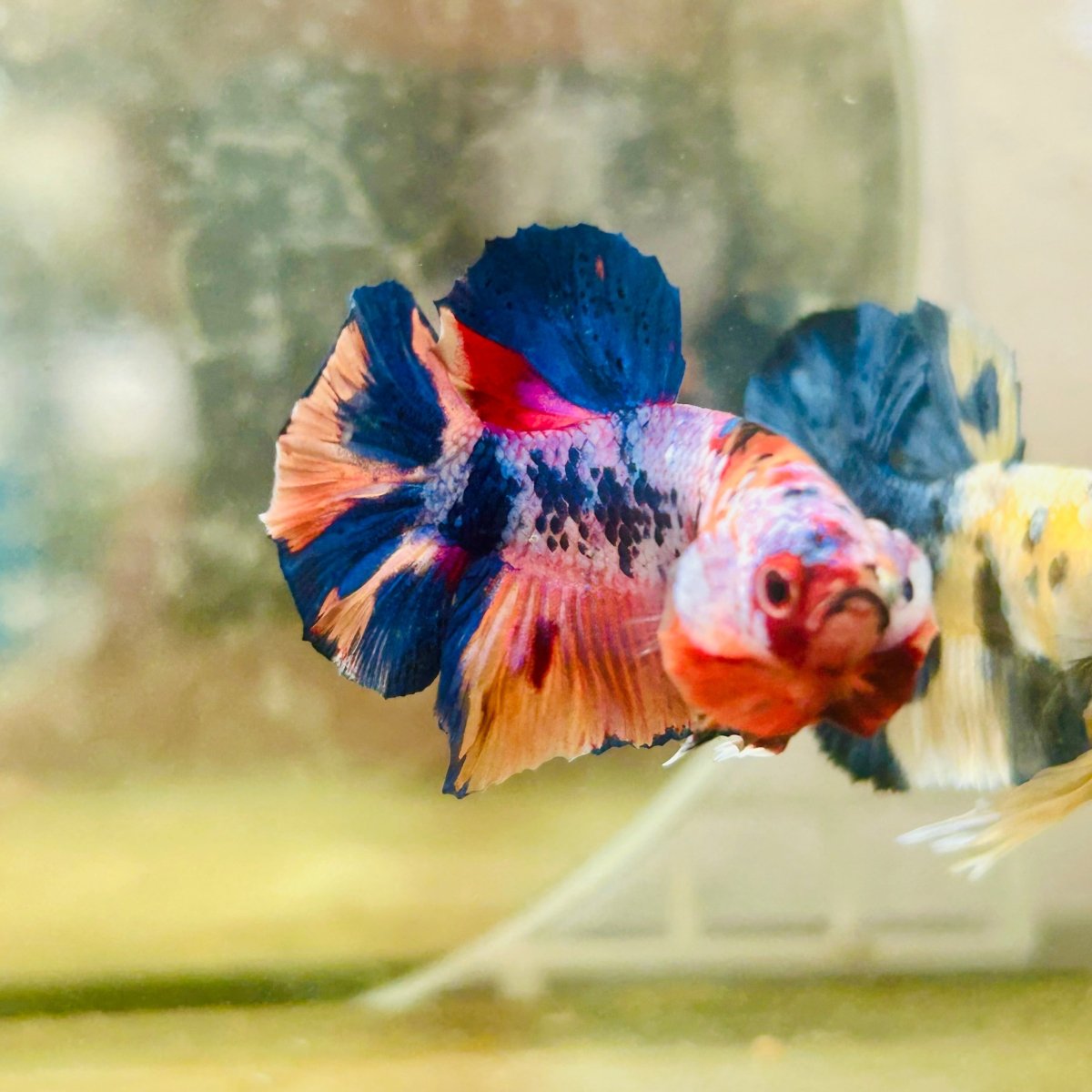 Plakat Nemo Multicolor Male Betta 088
