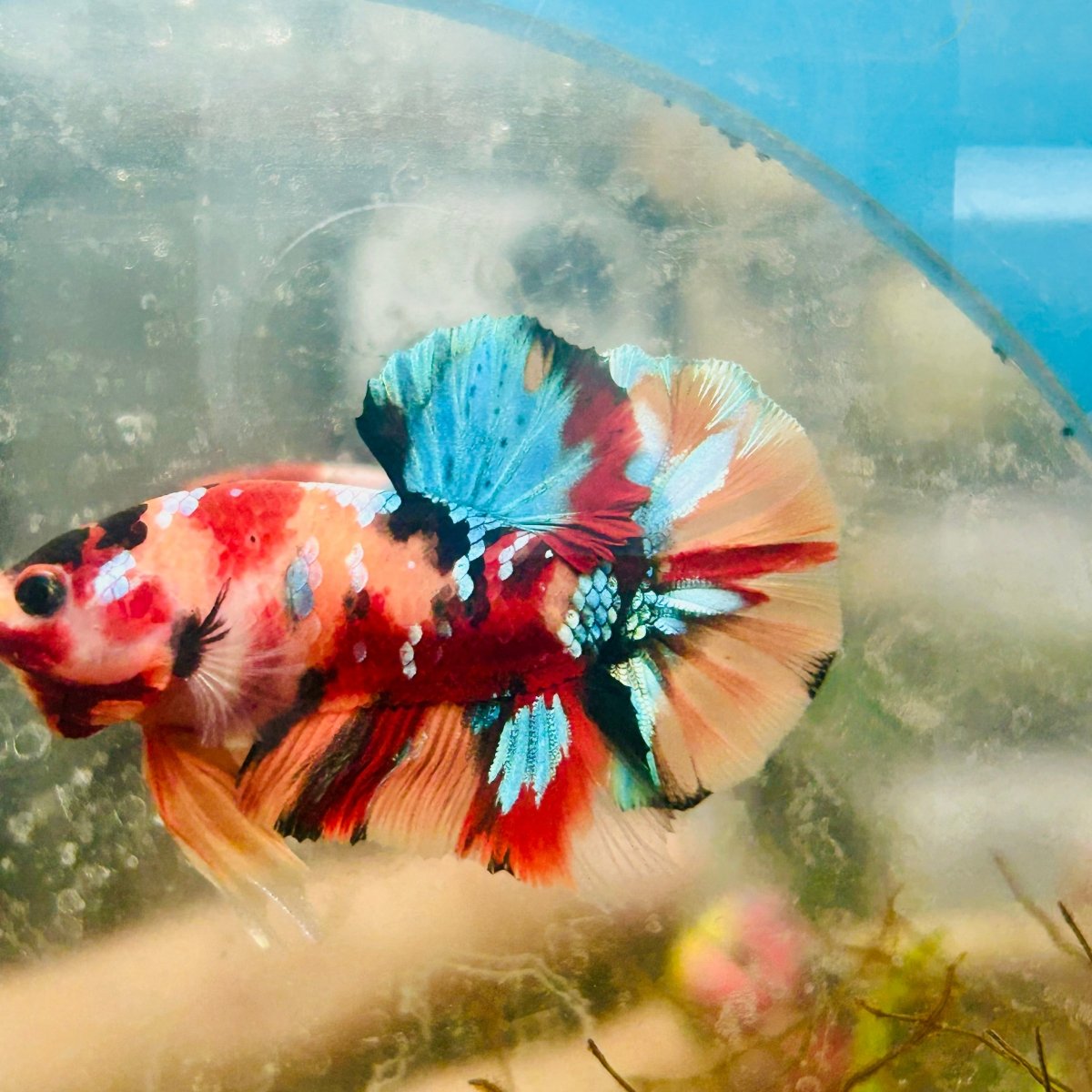 Plakat Nemo Multicolor Male Betta 153