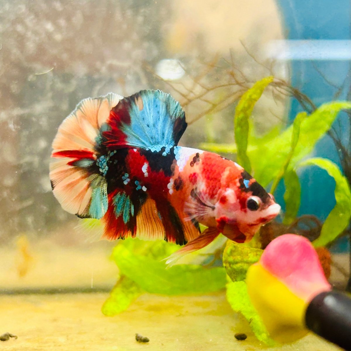 Plakat Nemo Multicolor Male Betta 153