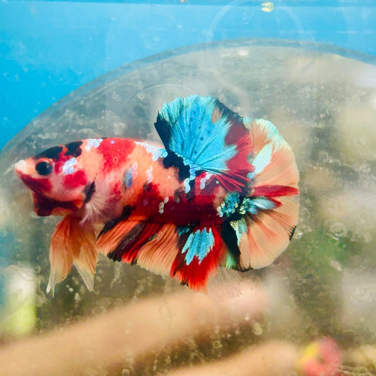 Plakat Nemo Multicolor Male Betta 153