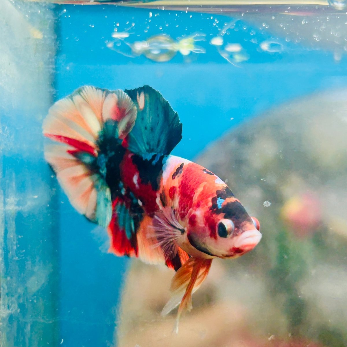 Plakat Nemo Multicolor Male Betta 153