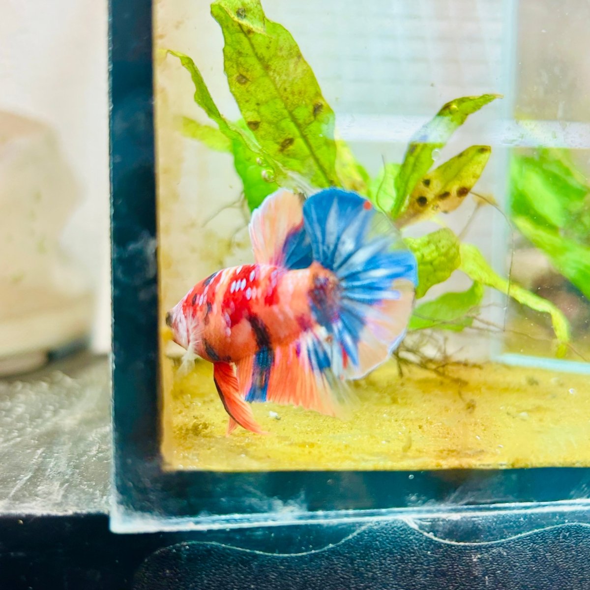 Plakat Nemo Multicolor Male Betta 196 Male betta