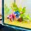 Plakat Nemo Multicolor Male Betta 196 Male betta