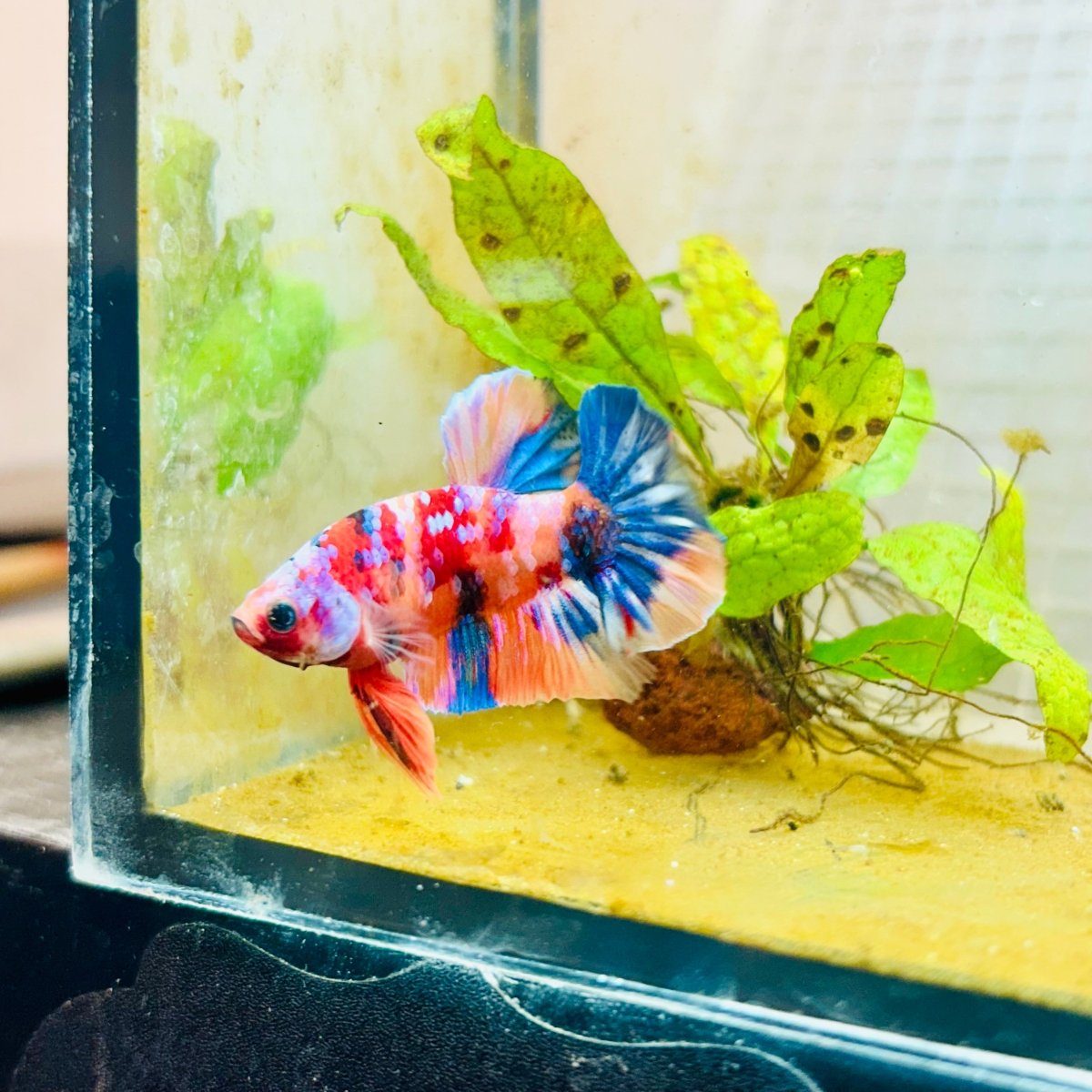 Plakat Nemo Multicolor Male Betta 196 Male betta