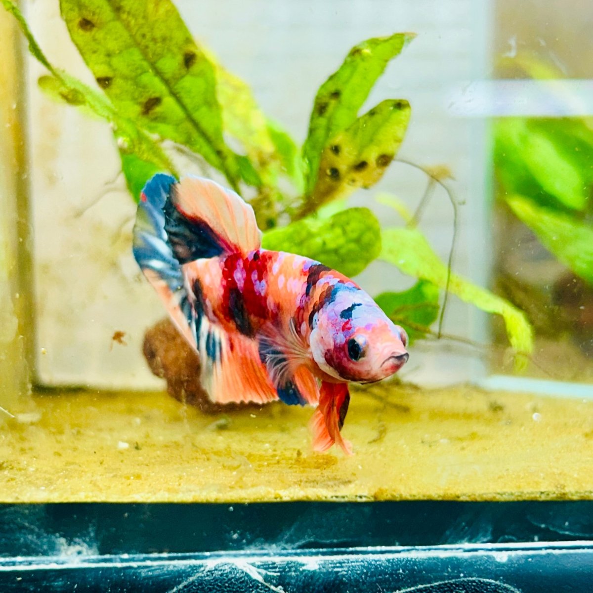 Plakat Nemo Multicolor Male Betta 196 Male betta