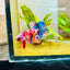 Plakat Nemo Multicolor Male Betta 196 Male betta
