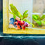 Plakat Nemo Multicolor Male Betta 196 Male betta