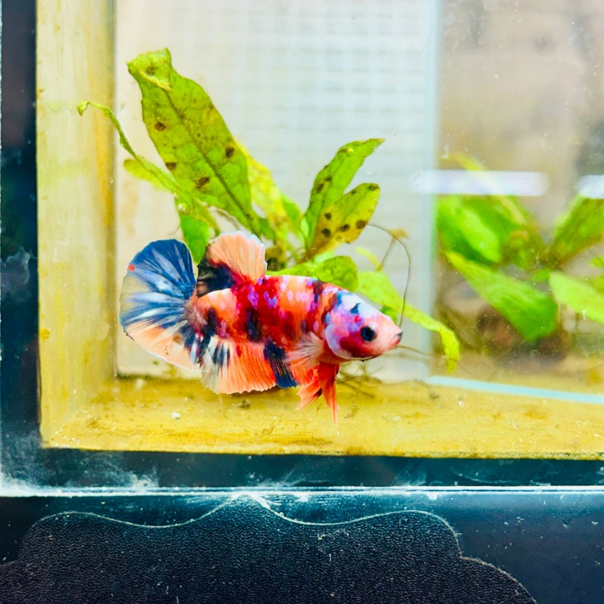 Plakat Nemo Multicolor Male Betta 196 Male betta