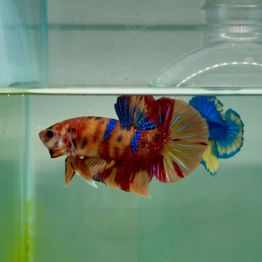 Plakat Nemo Multicolor Male Betta A231