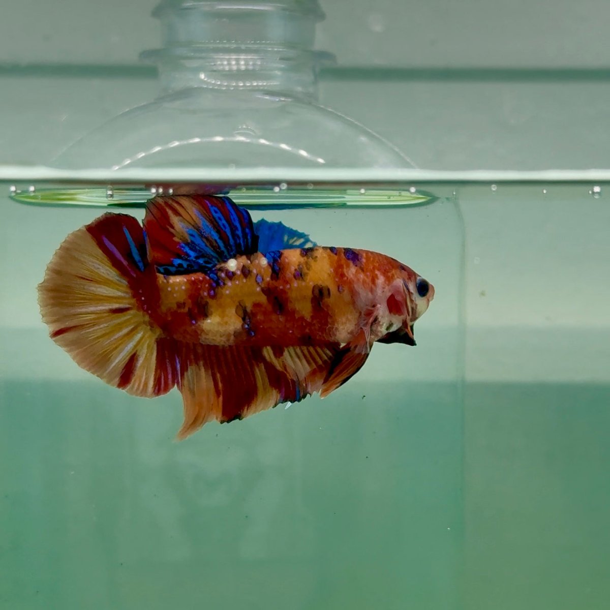 Plakat Nemo Multicolor Male Betta #A231