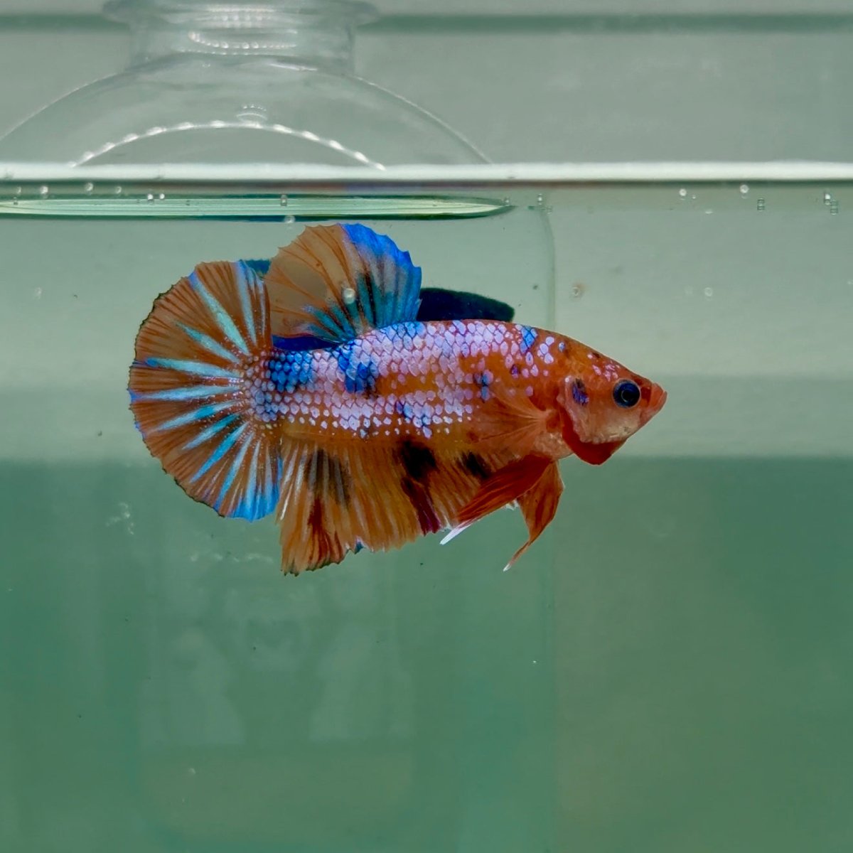 Plakat Nemo Multicolor Male Betta #A232