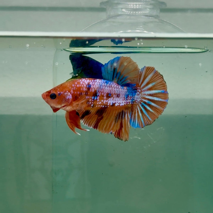 Plakat Nemo Multicolor Male Betta A232