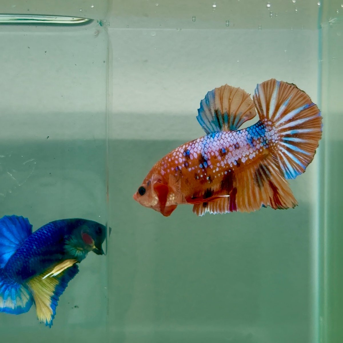 Plakat Nemo Multicolor Male Betta #A232