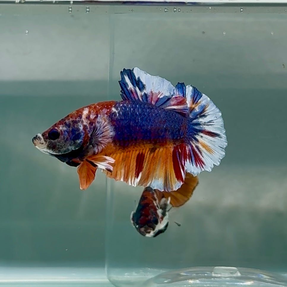 Plakat Nemo Multicolor Male Betta #Au87