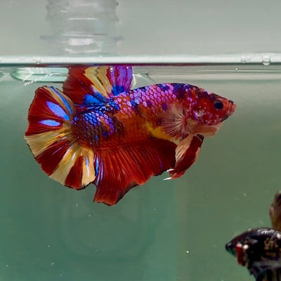Plakat Nemo Multicolor Male Betta Giant A201
