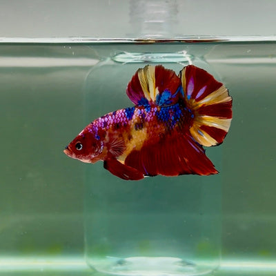 Plakat Nemo Multicolor Male Betta Giant A201