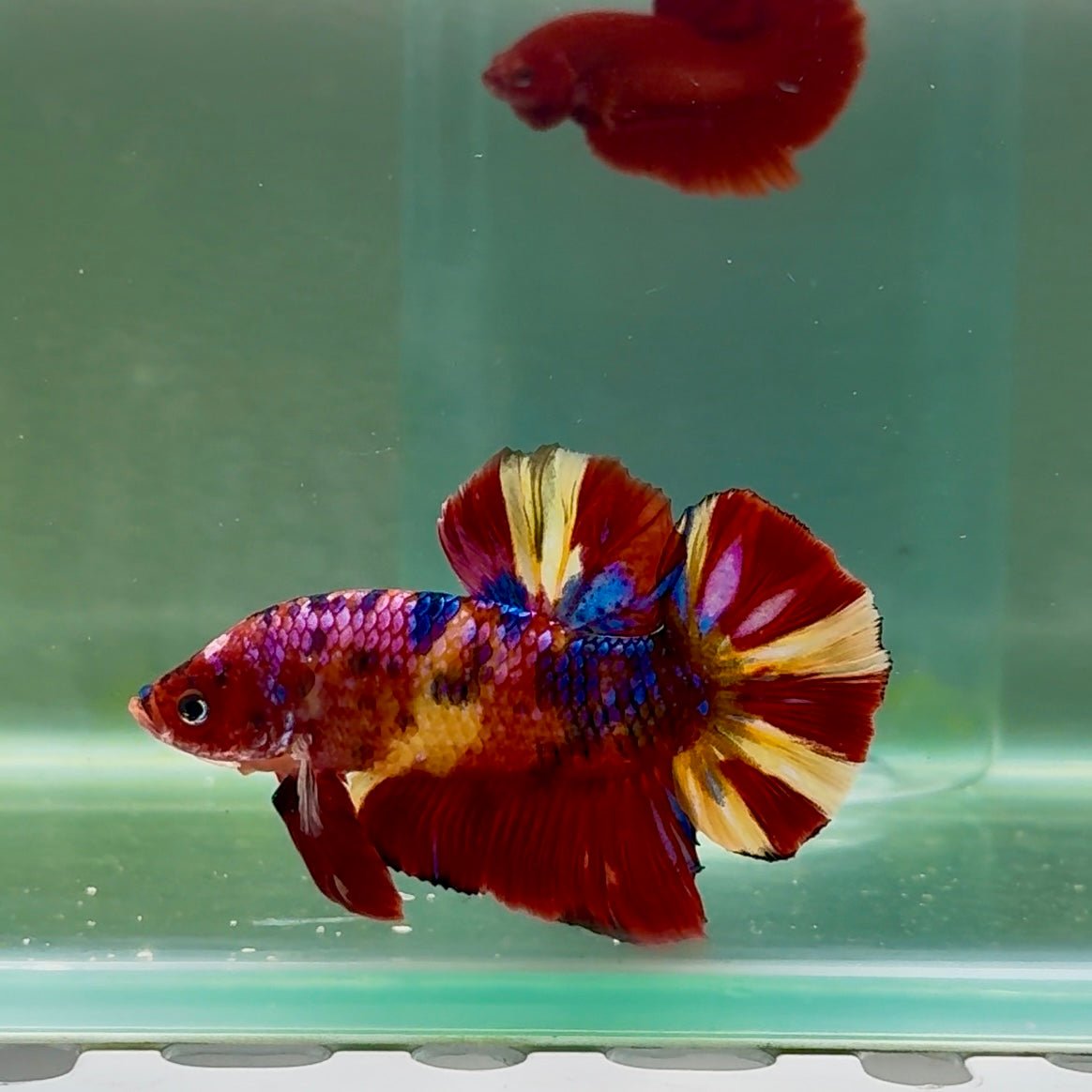 Plakat Nemo Multicolor Male Betta Giant A201