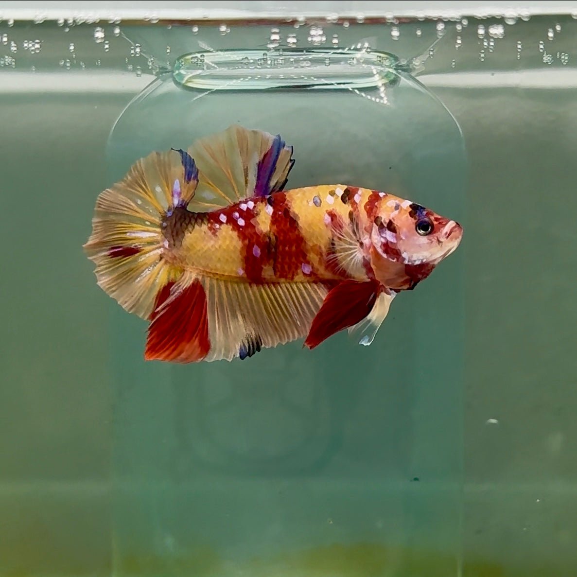 Plakat Nemo Multicolor Male Betta Giant #A202