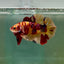 Plakat Nemo Multicolor Male Betta Giant A202