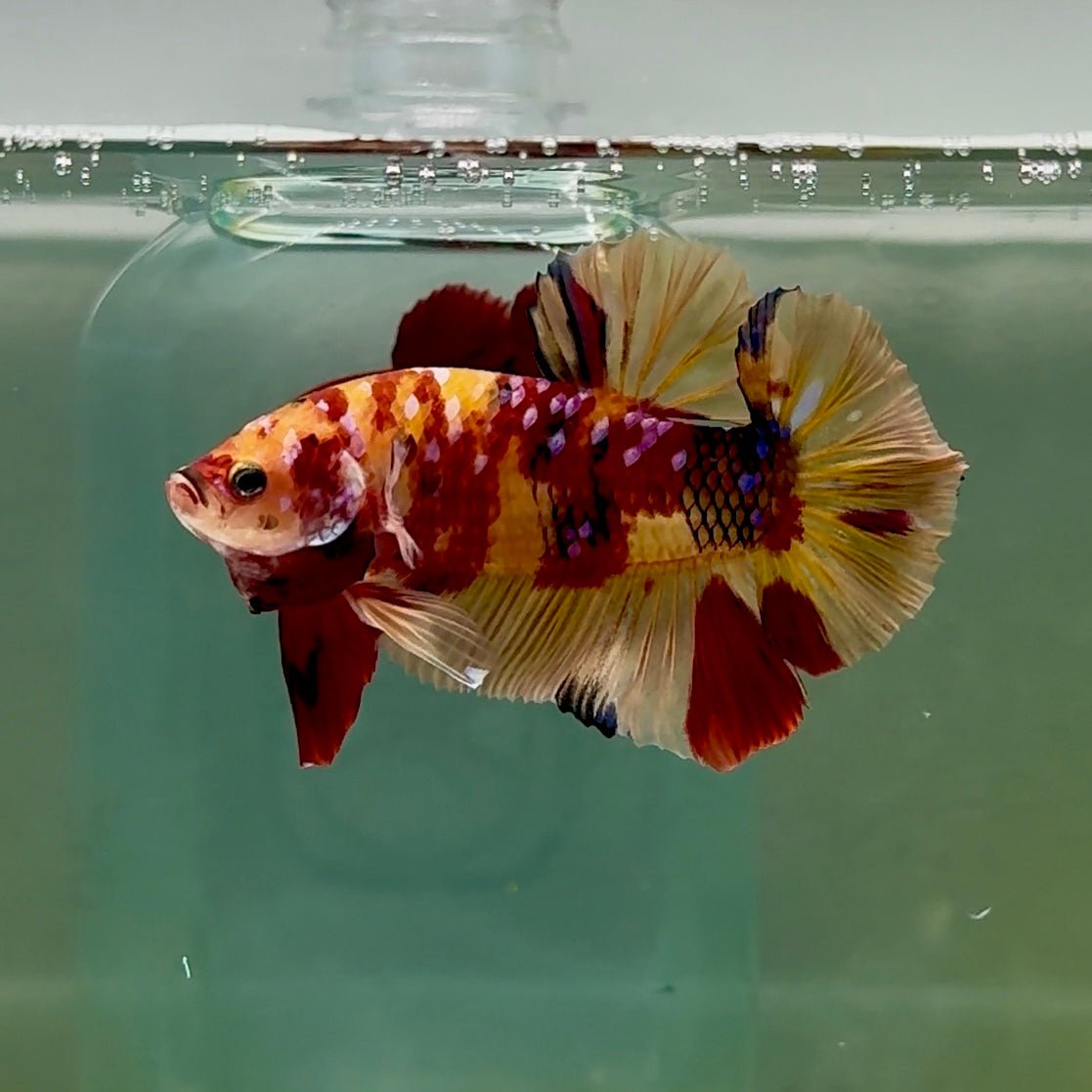 Plakat Nemo Multicolor Male Betta Giant #A202