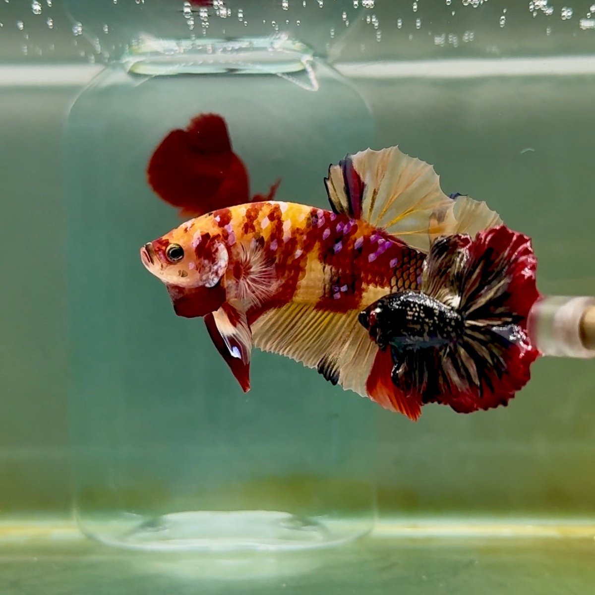 Plakat Nemo Multicolor Male Betta Giant #A202