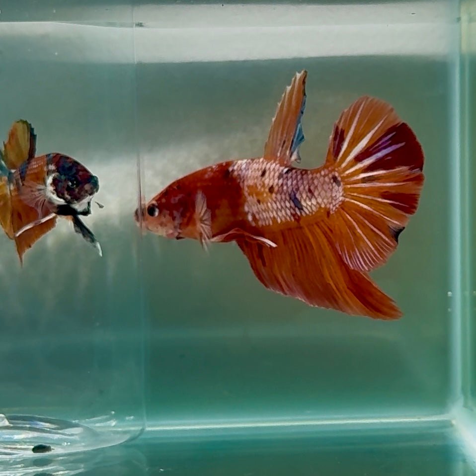 Plakat Nemo Multicolor Male Betta Giant #Au02