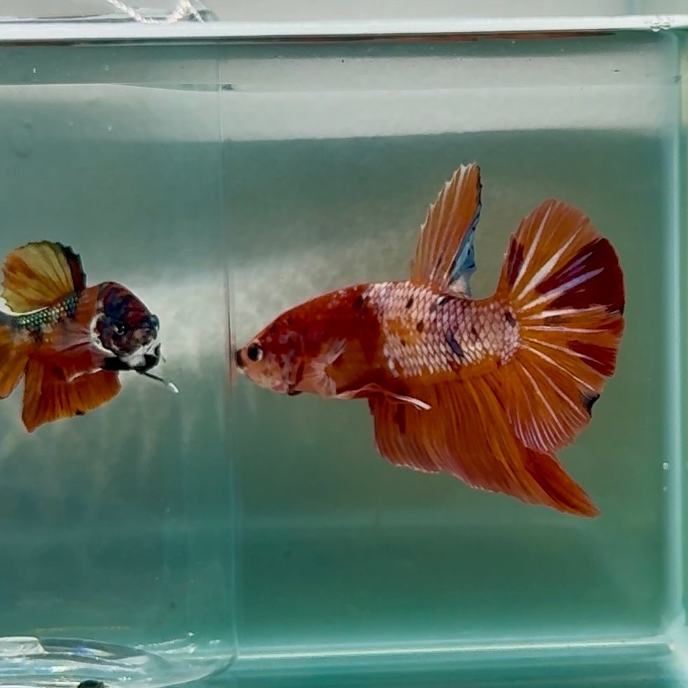 Plakat Nemo Multicolor Male Betta Giant #Au02