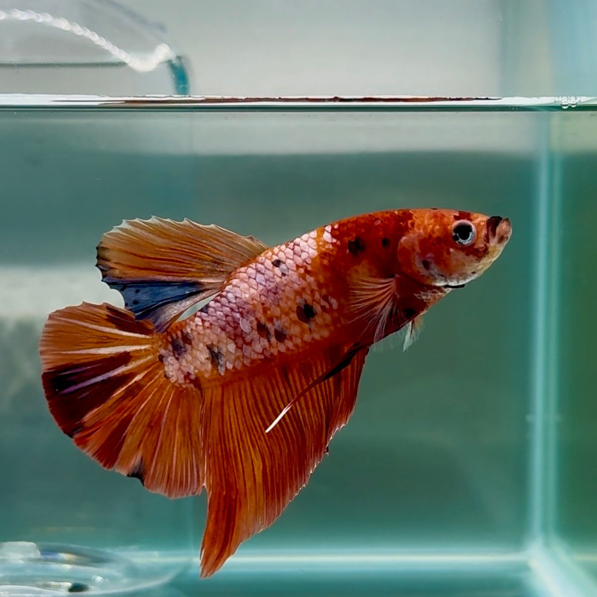 Plakat Nemo Multicolor Male Betta Giant #Au02