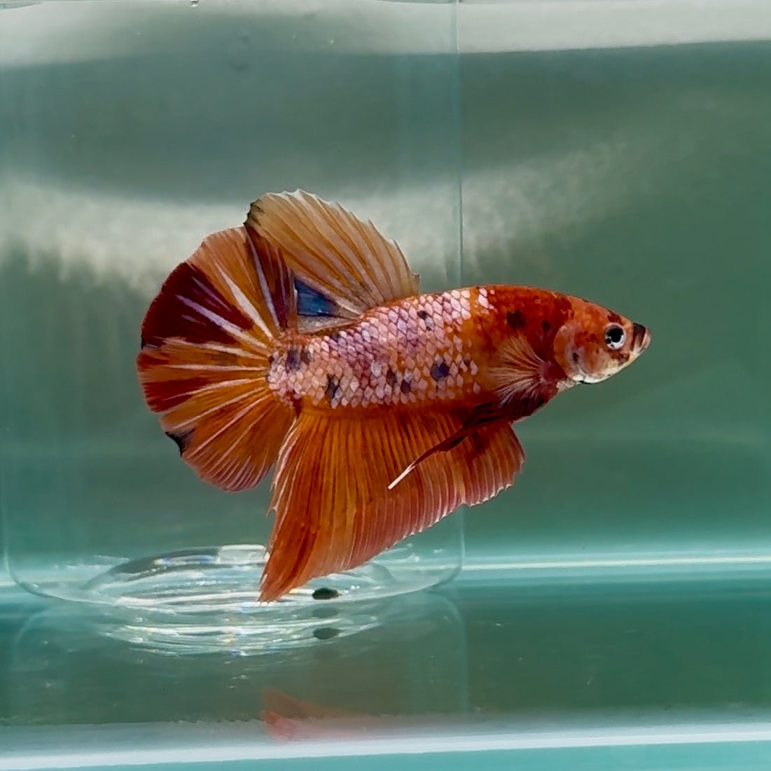 Plakat Nemo Multicolor Male Betta Giant #Au02