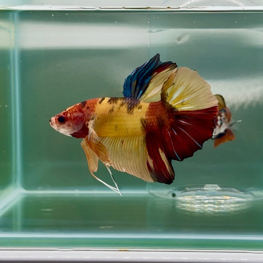 Plakat Nemo Multicolor Male Betta Giant Au04 Live Fish Male betta