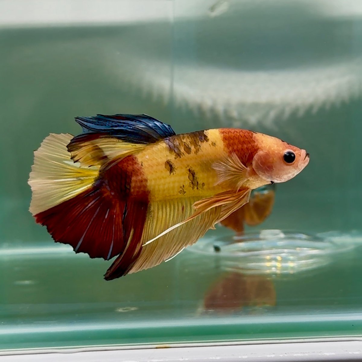 Plakat Nemo Multicolor Male Betta Giant #Au04