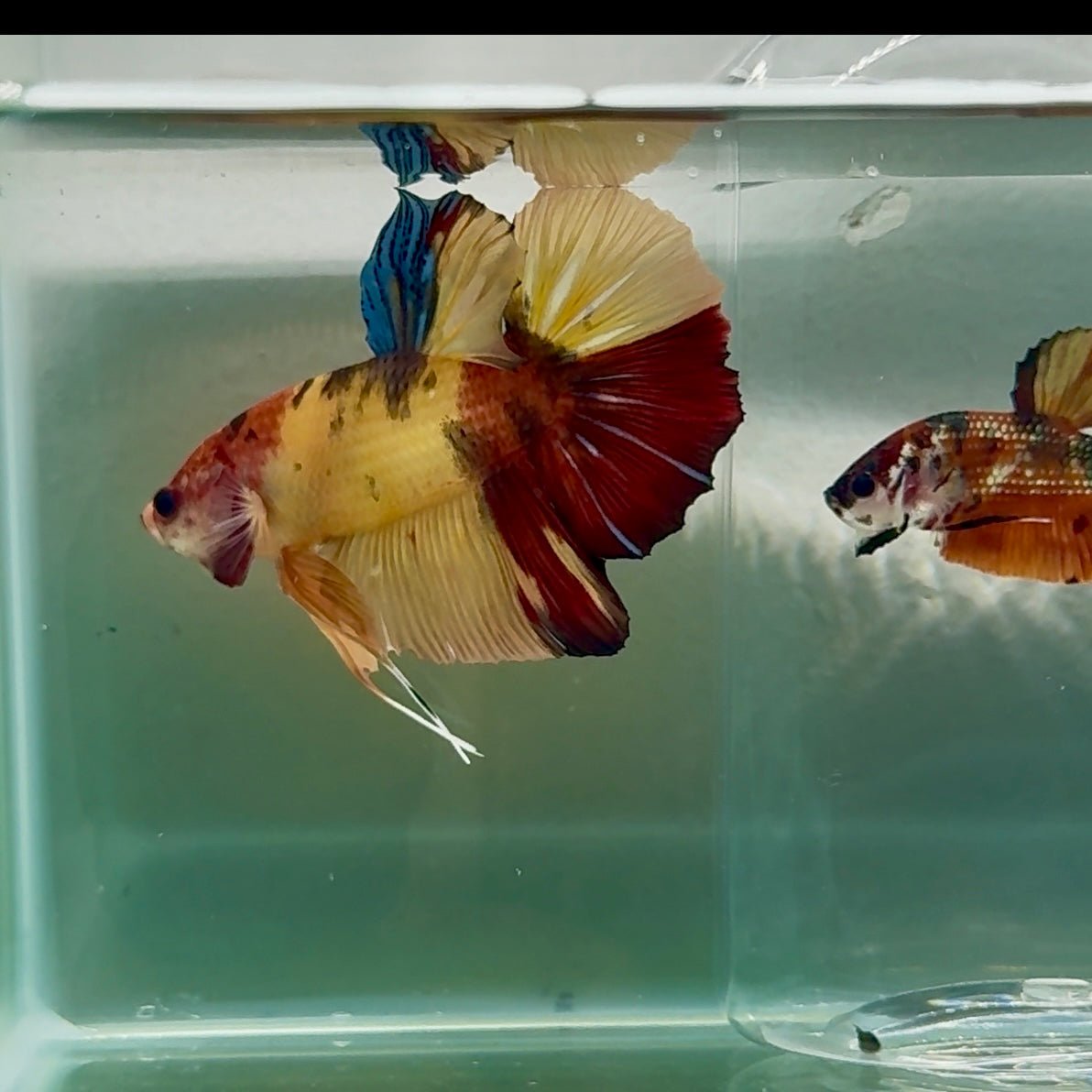 Plakat Nemo Multicolor Male Betta Giant #Au04