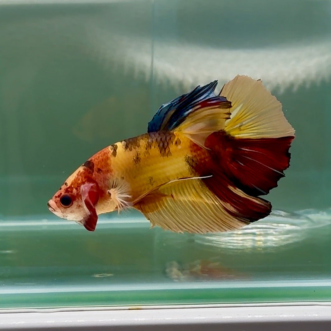 Plakat Nemo Multicolor Male Betta Giant #Au04