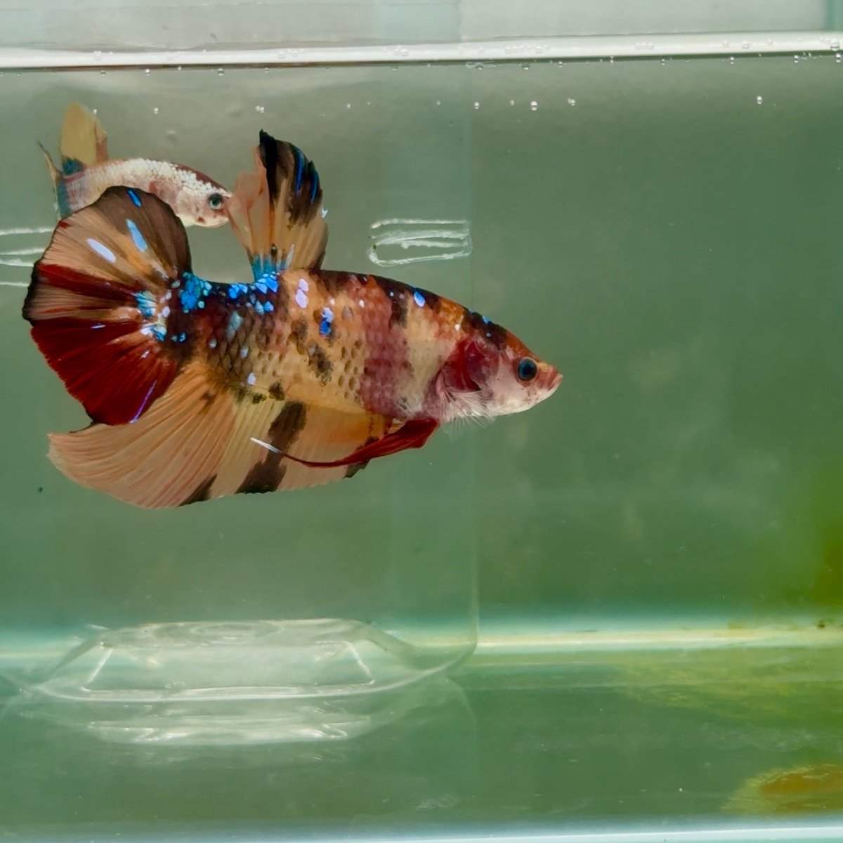 Plakat Nemo Multicolor Male Betta Giant #Ju02