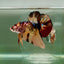 Plakat Nemo Multicolor Male Betta Giant Ju02 Live Betta Fish Male betta