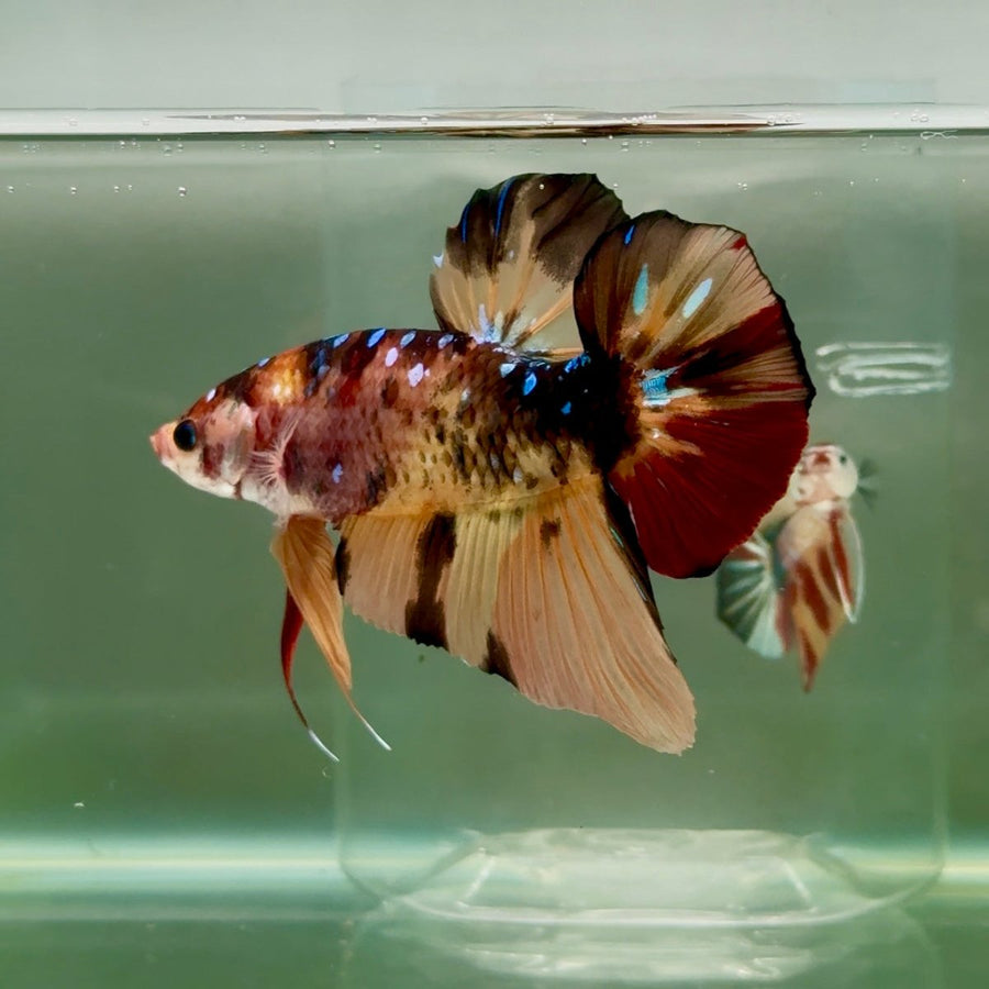 Plakat Nemo Multicolor Male Betta Giant Ju02 Live Betta Fish Male betta