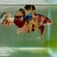 Plakat Nemo Multicolor Male Betta Giant Ju02 Live Betta Fish Male betta