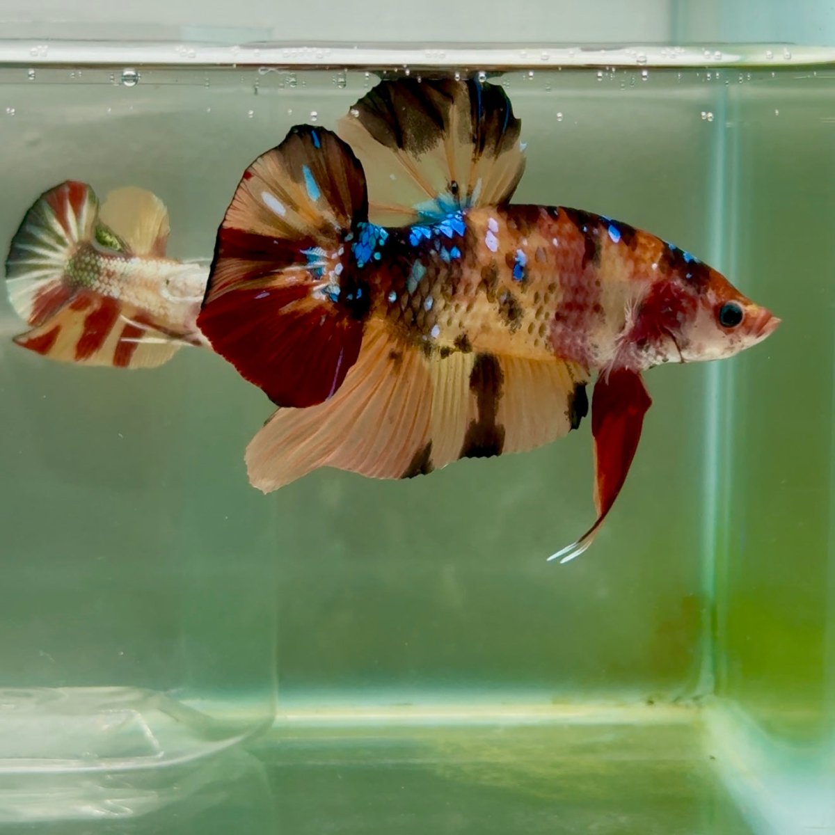 Plakat Nemo Multicolor Male Betta Giant #Ju02