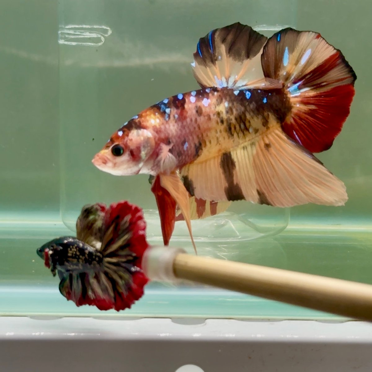 Plakat Nemo Multicolor Male Betta Giant #Ju02