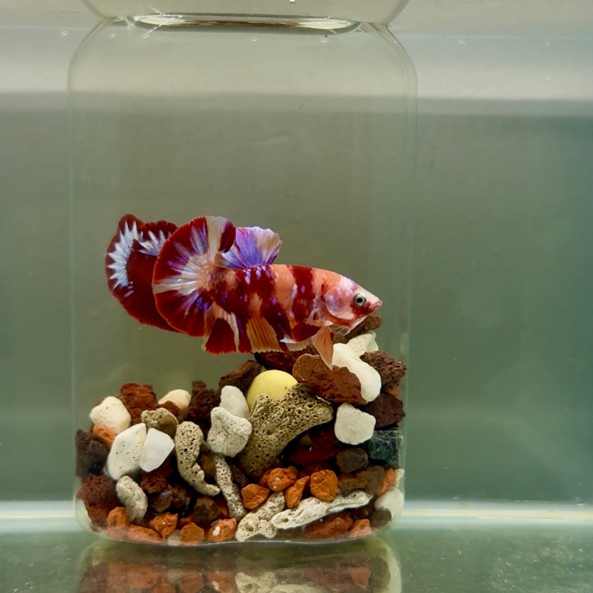 Plakat Nemo Multicolor Male Betta J12