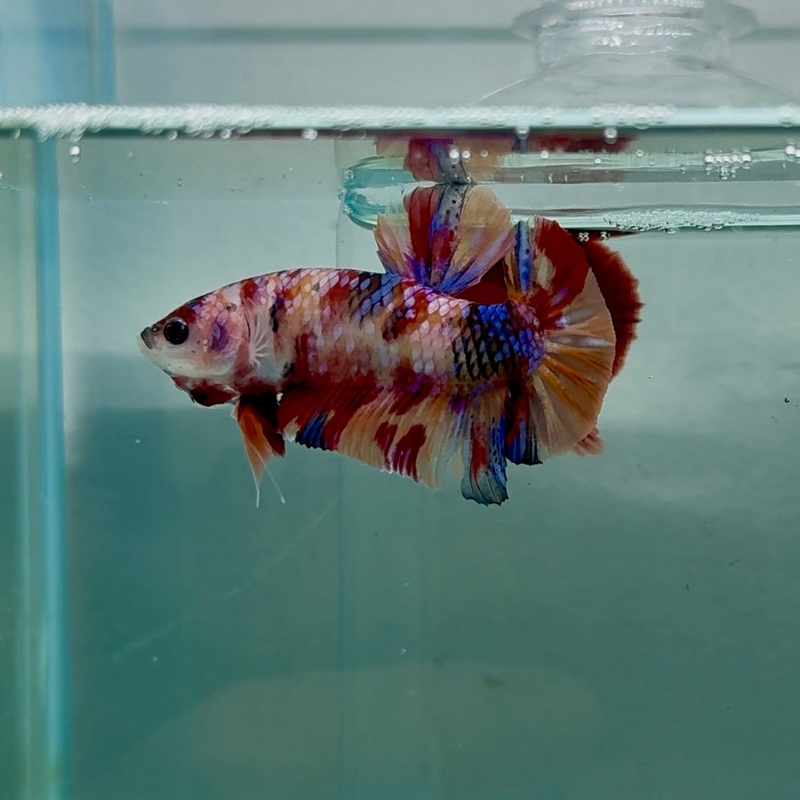 Plakat Nemo Multicolor Male Betta M131