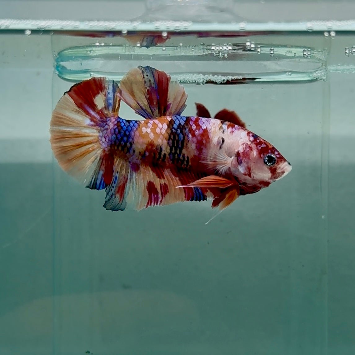 Plakat Nemo Multicolor Male Betta M131