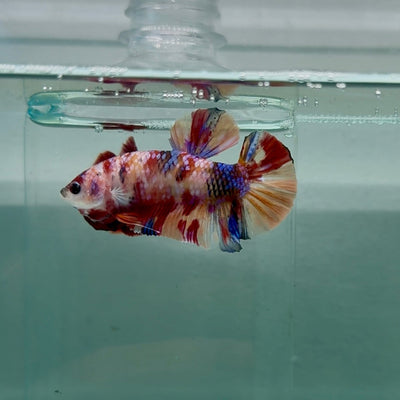 Plakat Nemo Multicolor Male Betta M131