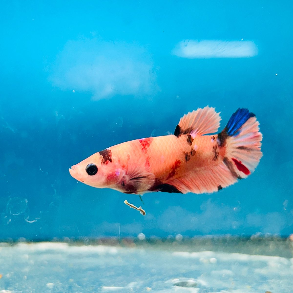 Plakat Nemo Orange Koi Female Betta 197