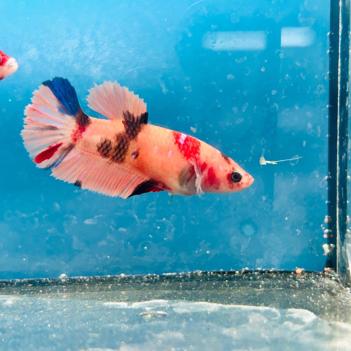 Plakat Nemo Orange Koi Female Betta 197