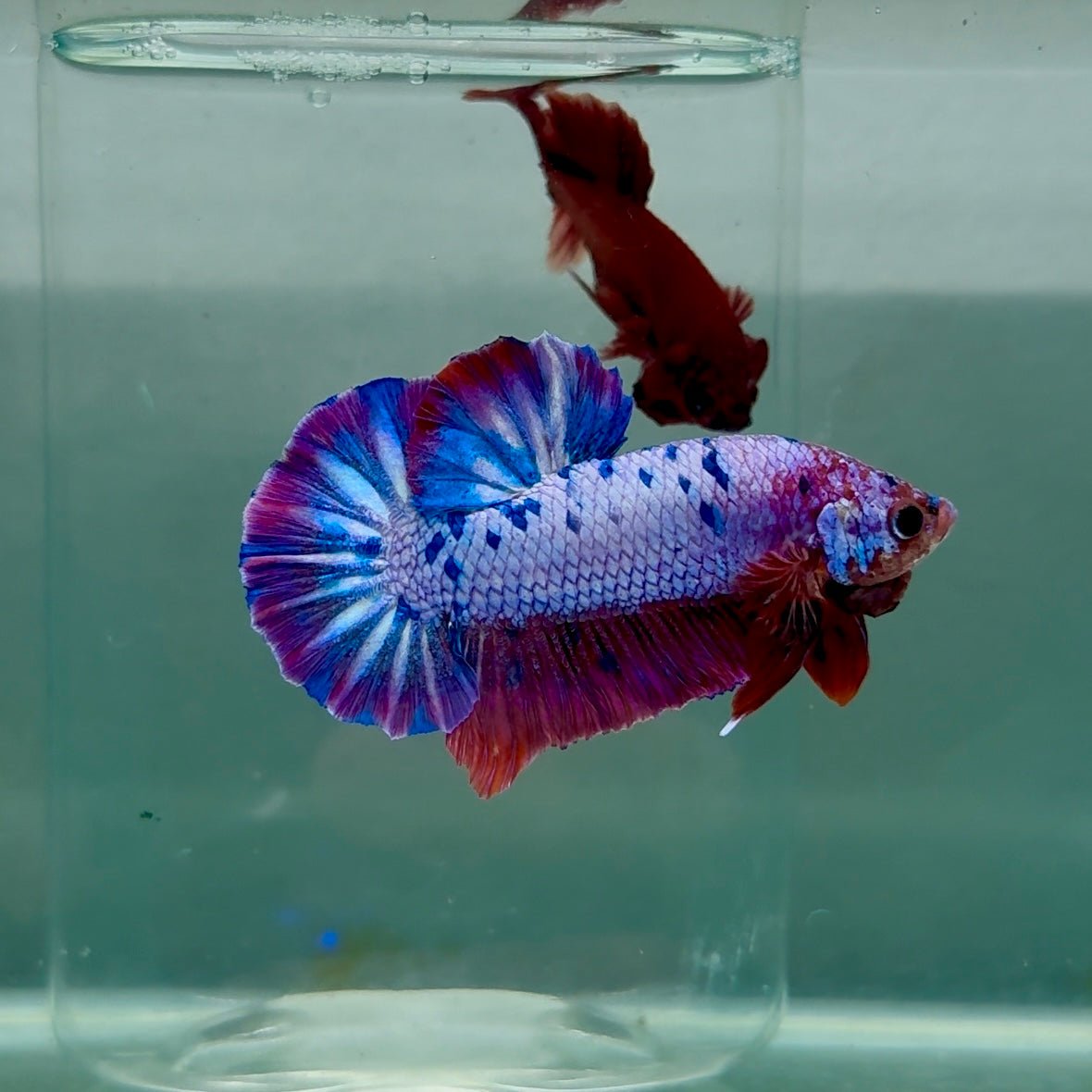 Plakat Nemo Purple Dot Male Betta M130