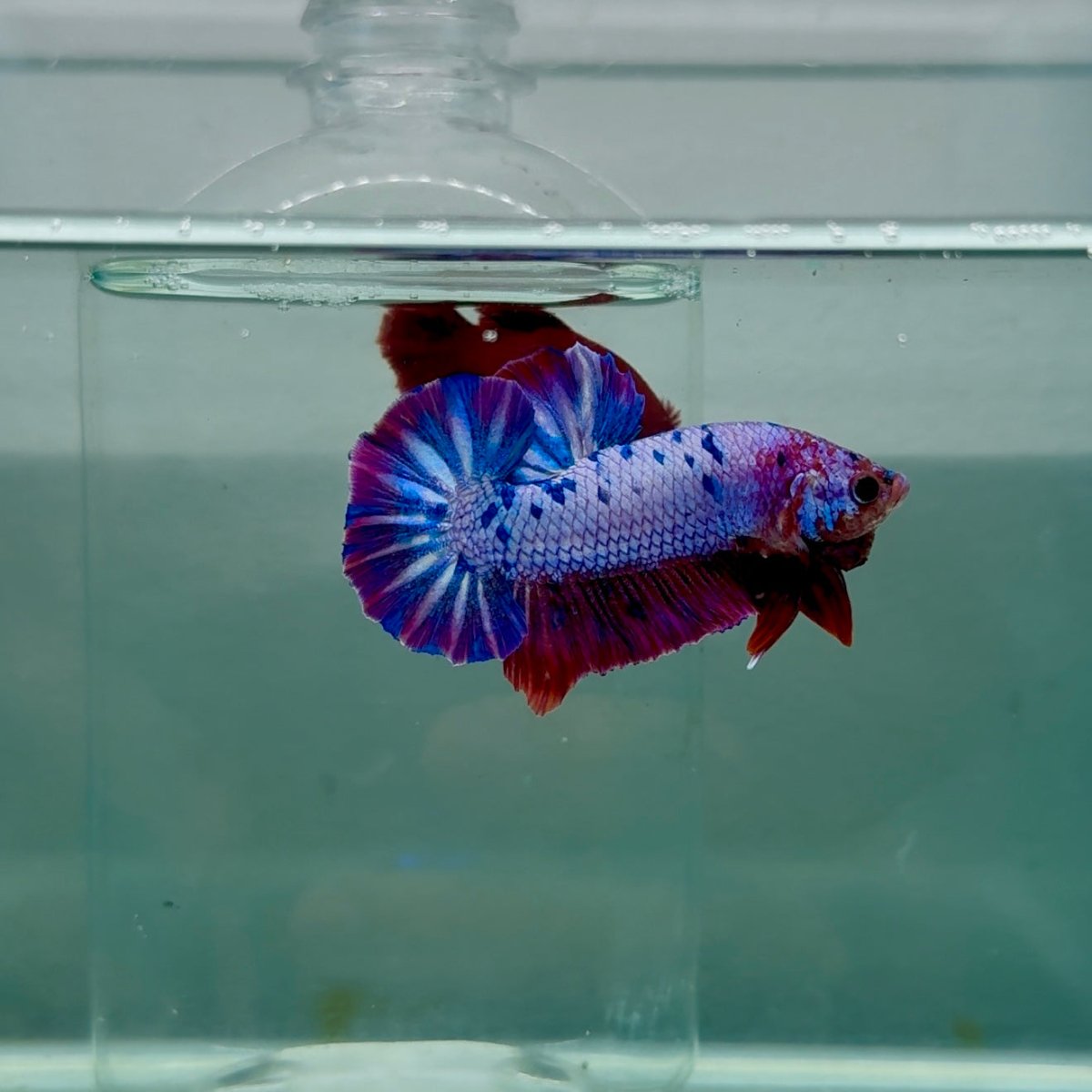 Plakat Nemo Purple Dot Male Betta M130
