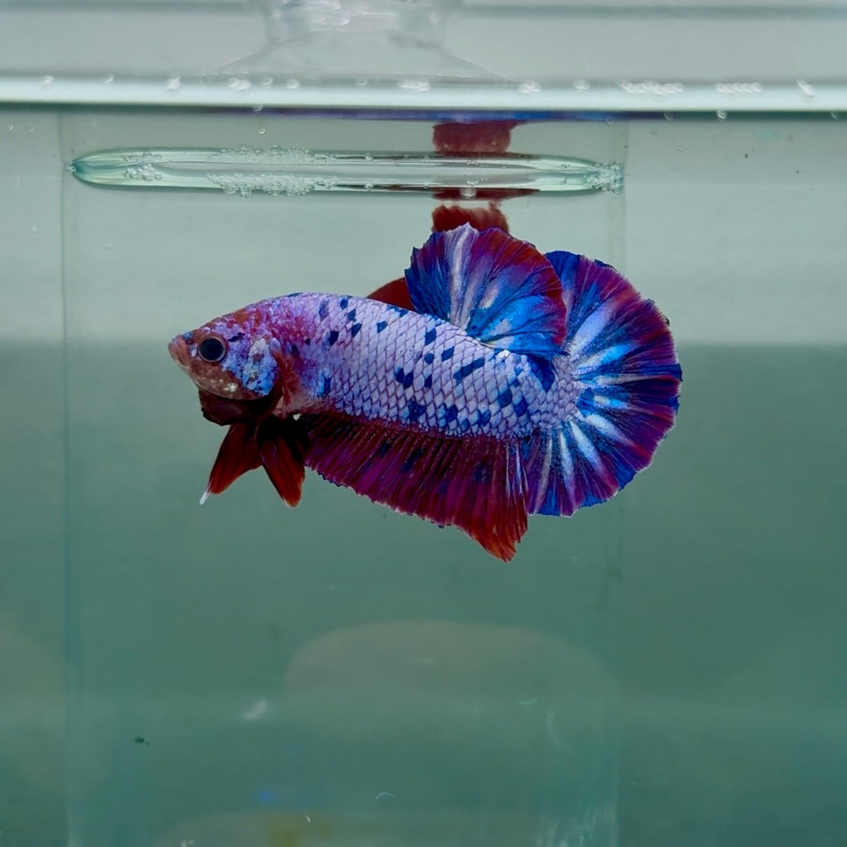 Plakat Nemo Purple Dot Male Betta M130